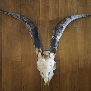 Crâne de chèvre 1