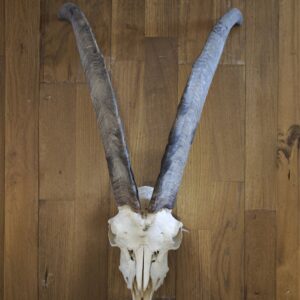 Crâne de chèvre 2