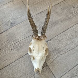 Crâne de chevreuil - bois moyens 2