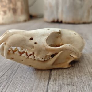 Crâne de renard (endommagé)