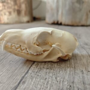 Crâne de renard (endommagé)