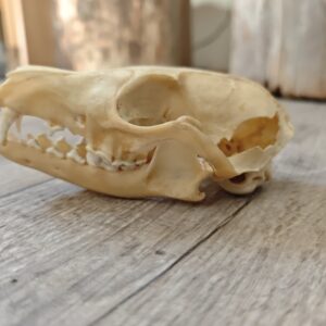 Crâne de renard (endommagé)