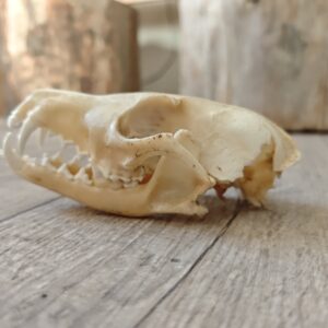 Crâne de renard (endommagé)