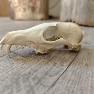 Crâne de renard (sans mâchoire)