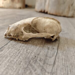 Crâne de blaireau (sans mâchoire)
