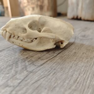 Crâne de blaireau (scalpé)